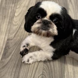 Nagisa - Shih Tzu