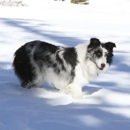 Echo - Border Collie