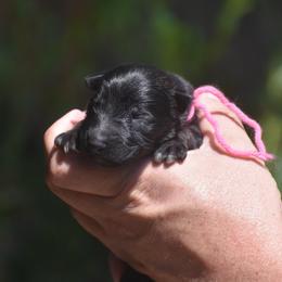 Sable female - Sable female German Shepherd puppy in Marianna, Florida from Haus M Godwin