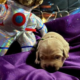 Orion (green) - Golden male Golden Retriever puppy in Gainesville, Florida from Heart and Soul Dog Breeding, Inc.