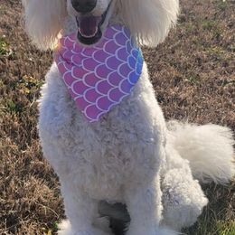 Maltipoo, Poodle, Yorkipoo, and Yorkshire Terrier Puppies from Boujie Pups
