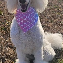 Maltipoo, Poodle, Yorkipoo, and Yorkshire Terrier Puppies from Boujie Pups