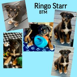 Ringo Starr - Black tri-color male Australian Shepherd puppy in Mid West, Illinois from Water's Edge Aussies