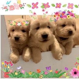 English Springer Spaniel and Golden Retriever Puppies from Promise Kennels