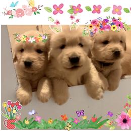 English Springer Spaniel and Golden Retriever Puppies from Promise Kennels