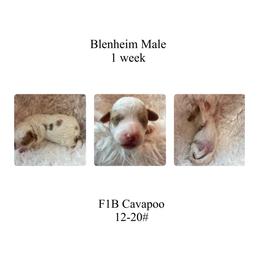 Yellow male - Blenheim male Cavapoo puppy in Clarksville, Iowa from Iowa Heartland Doodles