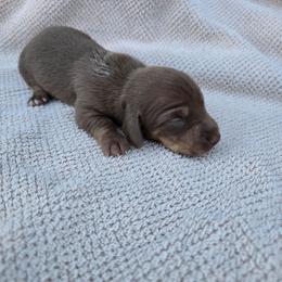 Godiva - Chocolate and tan female Dachshund puppy in Great Falls, Montana from Green Dragon Kennel