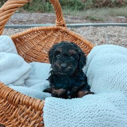 Beau - Black phantom male Aussiedoodle puppy in Tryon, North Carolina from Melrose Mountain Farm