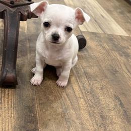 Chihuahua Puppies from Jolene's Chihuahuas