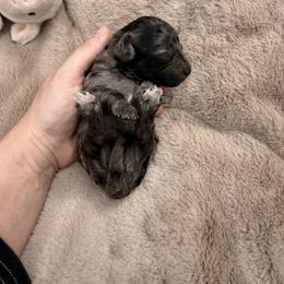 Chiffon - Merle female Cavapoo puppy in Midland, North Carolina from Rocky River Cavapoos