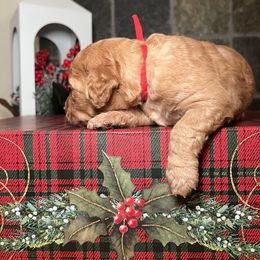 Goldendoodle Puppies from S_and_b_doodles