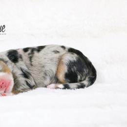Australian Shepherd Puppies from Painted Blue Aussies