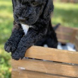Sheepadoodle Puppies from Primrose Cottage Puppies