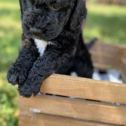 Sheepadoodle Puppies from Primrose Cottage Puppies