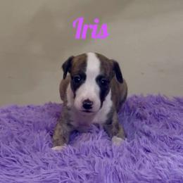 Girl 3 - Fawn brindle female Whippet puppy in Brooksville, Florida from Phasion Whippets Kimberly & Paul Norton Sr.