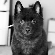 Schipperke Puppies from Expedition Schipperkes