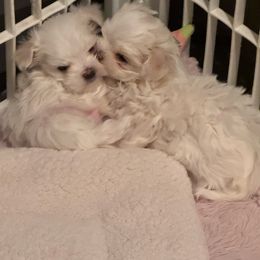 Boy 1 - White male Maltese puppy in Kerhonkson, New York from Arc-en-Ciel Biewers & Maltese
