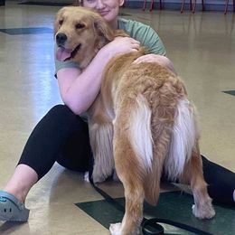 American Staffordshire Terrier and Golden Retriever All Grown Up from Riverbend Goldens
