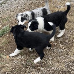 Border Collie Puppies from Roaring River Border Collies