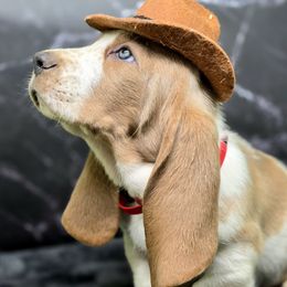 Ragdoll (Red) - Blue tan and white male Basset Hound puppy in Amelia, Ohio from Lady Mae Bassets