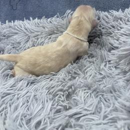 Bo Peep - Light golden female Golden Retriever puppy in Lincoln, California from Roberts Golden Retrievers