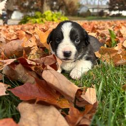 Spell - Black and white female Cardigan Welsh Corgi puppy in Clio, Michigan from Old Oak Cardigans