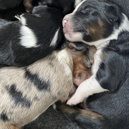 Australian Shepherd Puppies from NEK Aussies