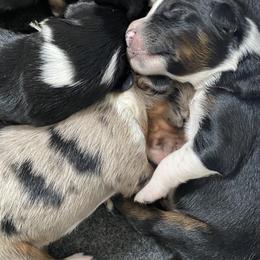 Australian Shepherd Puppies from NEK Aussies