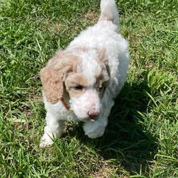 Autumn (orange collar) - Parti female Poodle puppy in Port Saint Lucie, Florida from Abbott Standard Poodles