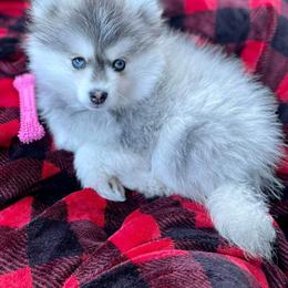 Pomsky Puppies from SZ Rolling Acres LLC