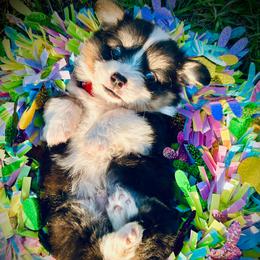 Apollo - Black and white male American Corgi puppy in Cocoa, Florida from Cascadian Space Coast Corgis LLC