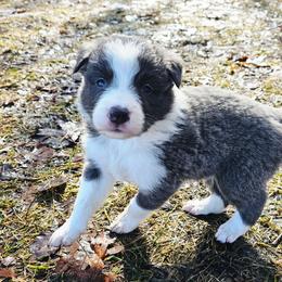 Pebble - Blue male Border Collie puppy in Cedar Springs, Michigan from Lyncroft Border Collies