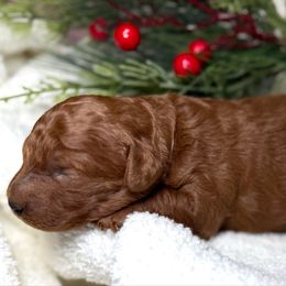 Light pink collar - Red  female Goldendoodle puppy in Monrovia, California from Fancy Paws Inc