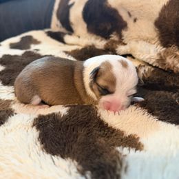 Eve - White and red female Pembroke Welsh Corgi puppy in Hillsville, Virginia from Bonderosa Kennels