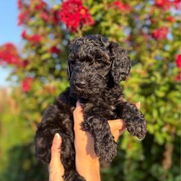 Daisy - Black female Poodle puppy in Midwest City, Oklahoma from Strawberry Hill Puppy Patch