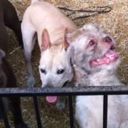 Shih Tzus from Gullah Shih Tzu's
