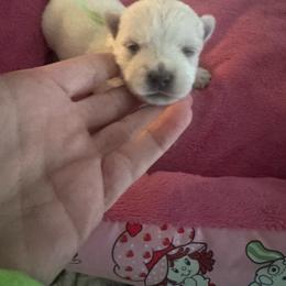 Light Green - White male West Highland White Terrier puppy in Bessemer City, North Carolina from JJs Puppies of the Carolinas