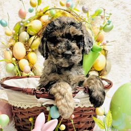 Casanova - Merle Goldendoodle puppy in Jonesboro, Arkansas from N. E. Arkansas Goldens and Doodles