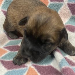 Gus - Wheaten male Soft Coated Wheaten Terrier puppy in Nokomis, Illinois from Windhill Wheatens