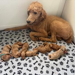 Copper - Poodle