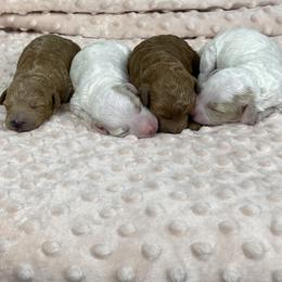 Beau - Red  male Goldendoodle puppy in Millersburg, Ohio from Ohio Puppy Paws