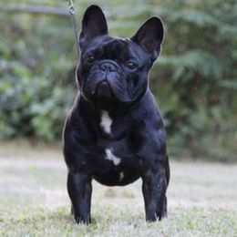 French Bulldogs from HotSchott French Bulldogs