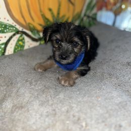 Chase - Black and tan male Yorkshire Terrier puppy in Strunk, Kentucky from Hip Hoppin Yorkies