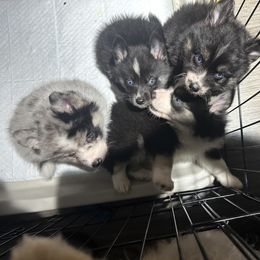 Pomsky Puppies from OG's Pomskies