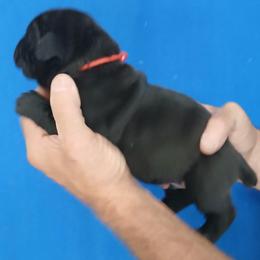 Red collar - Black male Cane Corso puppy in Los Lunas, New Mexico from Top Gun Kennels NM