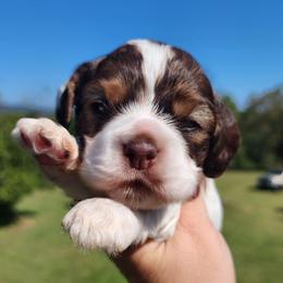 AKC Clue - Brown white and tan male Cocker Spaniel puppy in New Market, Tennessee from Down in the Holler