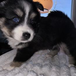 Valentina - Black and white female Pomsky puppy in Wisconsin from Summer's Pomskies