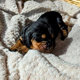 Roosevelt - Black brown and white male Basset Hound puppy in Big Rapids, Michigan from Basket Hound Bassets