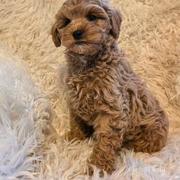 Sawyer - Apricot male Cavapoo puppy in Gunnison, Utah from Curls and Camo Pups