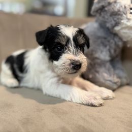 Pink Collar - Parti female Miniature Schnauzer puppy in Tacoma, Washington from AKC Nordwest Schnauzers